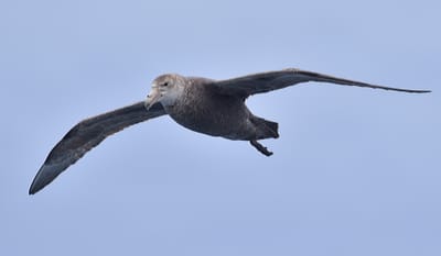 Southern Giant Petrel.JPG