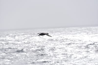 DSC_9408.JPG
