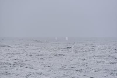 DSC_9411.JPG