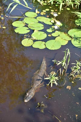 DSC_8674.JPG