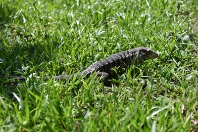 DSC_8730.JPG