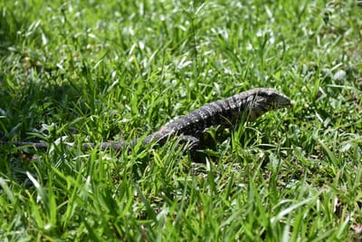 DSC_8732.JPG