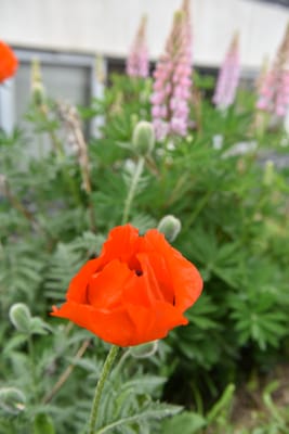 DSC_1759.JPG