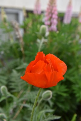 DSC_1760.JPG