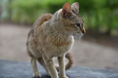 DSC_7702.JPG