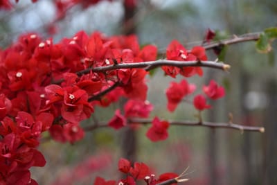 DSC_7706.JPG