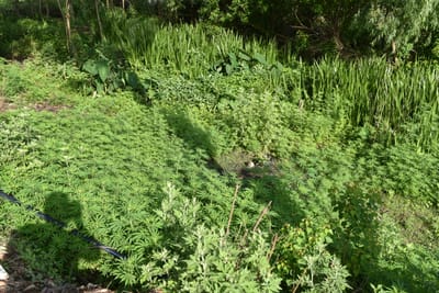 DSC_7767.JPG
