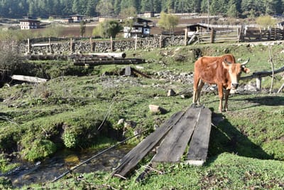 DSC_7989.JPG