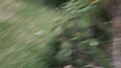 20190314_173847.mp4