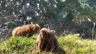 received_1261868123983188.mp4