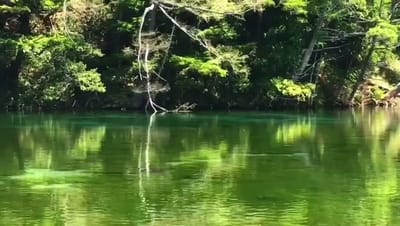 received_368822367103396.mp4