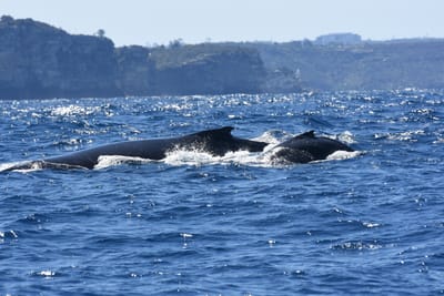 DSC_2270.JPG