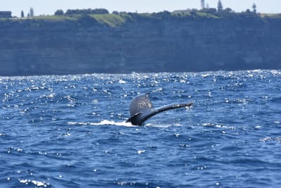 DSC_2290.JPG