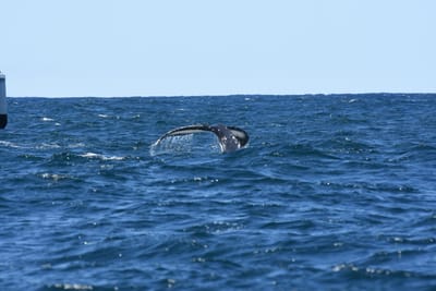 DSC_2298.JPG