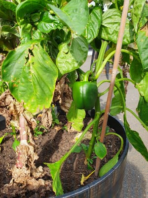 20201120_170619.jpg