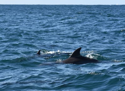 DSC_3580.JPG