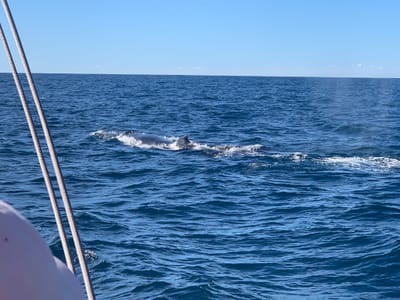 IMG-20210612-WA0017.jpg