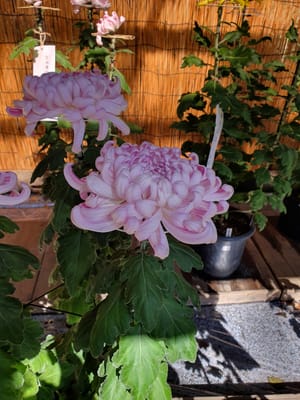 20221023_102729.jpg