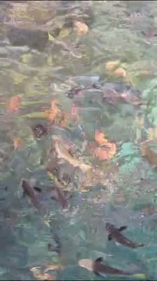 VID-20230522-WA0011.mp4