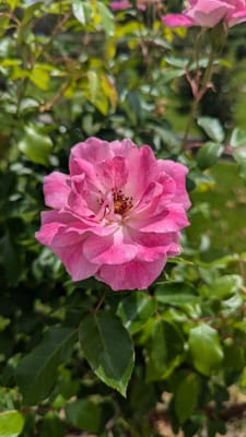 PXL_20241113_024535515.jpg