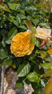 PXL_20241113_024550767.jpg