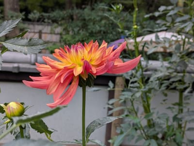PXL_20251023_025513453.jpg