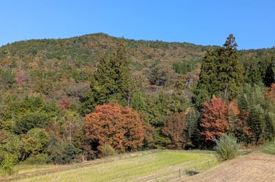 PXL_20251107_001310839.jpg