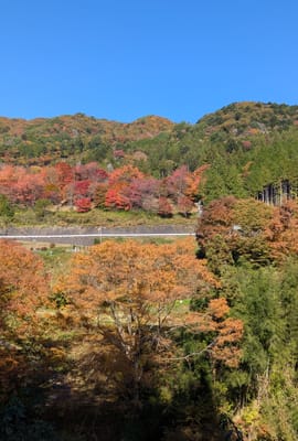 PXL_20251108_013301250.jpg