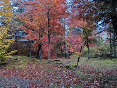 PXL_20251109_073308947.jpg