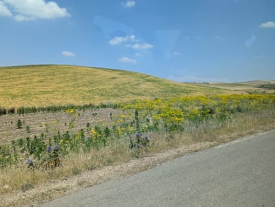 PXL_20250523_131530527.MP.jpg