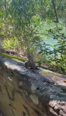 VID-20251008-WA0020.mp4