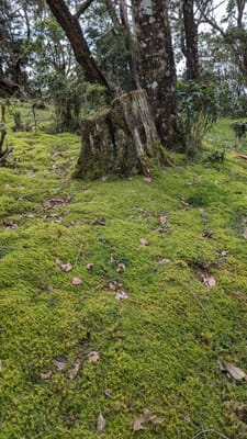 PXL_20250106_055434059.MP.jpg