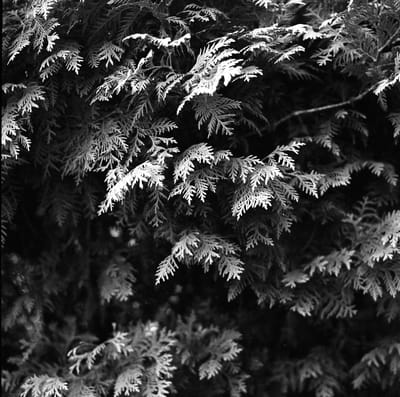 1988_873.jpg