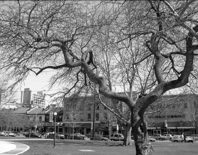 c1988_194_1.jpg