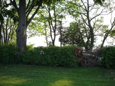 03 Front yard.JPG