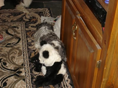 12 Shia Tzu and teddy.JPG