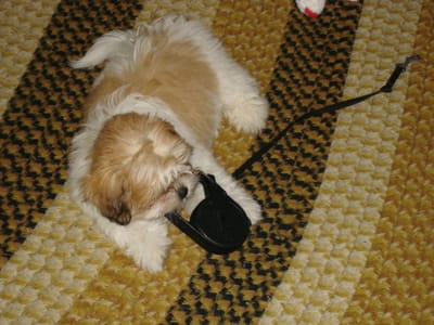32 MacKenzie eating her leash.JPG