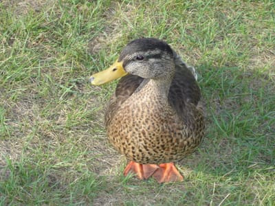 51 Aflack 0821.JPG
