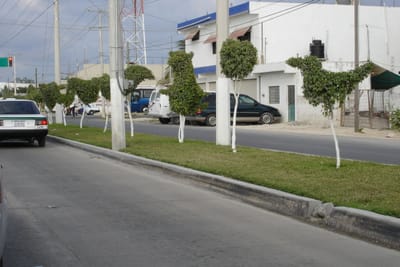 041 Topiary.JPG