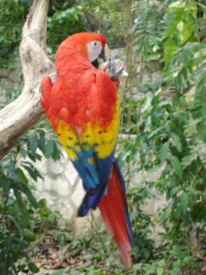 049 Xcaret.JPG
