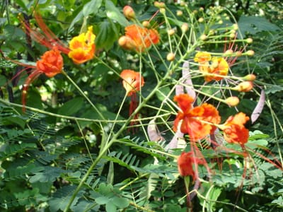 062 Butterfly exhibit.JPG