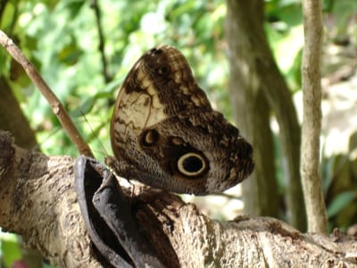 063 Buttrerfly exhibit.JPG