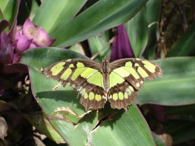 064 Butterfly exhibit.JPG