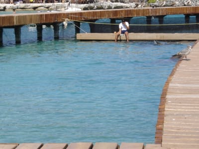 071 Dolphon Pool.JPG