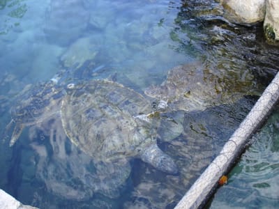 077 Turtles.JPG