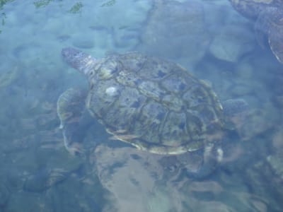 078 Turtles.JPG