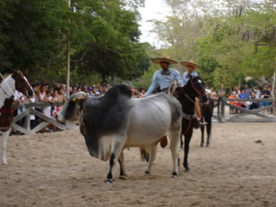 092 Horse show.JPG