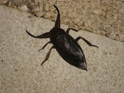 174 Night visitor on path.JPG