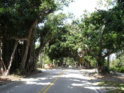 A029 CANOPY.JPG