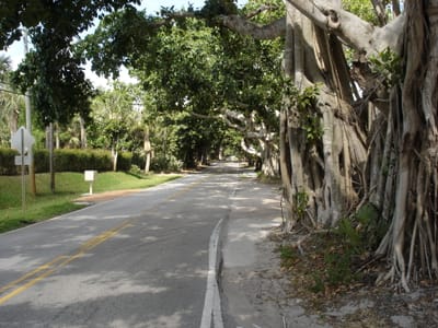 A030 CANOPY OF BANYON.JPG